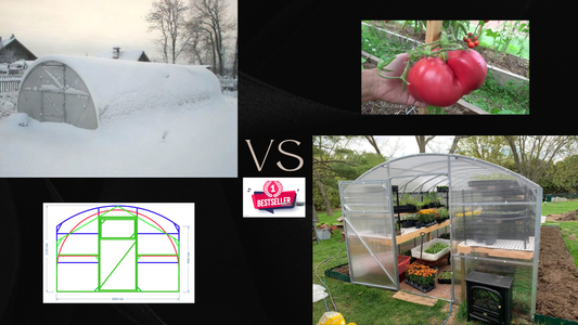 Reinforced polycarbonate greenhouse comparison showing snow load resistance, interior shelving, and healthy tomato harvest year-round