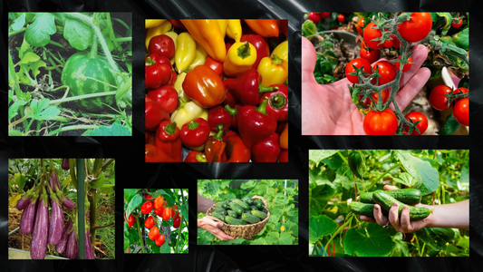 Why Reinforced Polycarbonate Greenhouses Are the Best Choice for Year-Round Growing