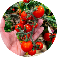 Heavy-duty greenhouse kit with galvanized steel frame and polycarbonate twin walls, designed to withstand harsh weather conditions.