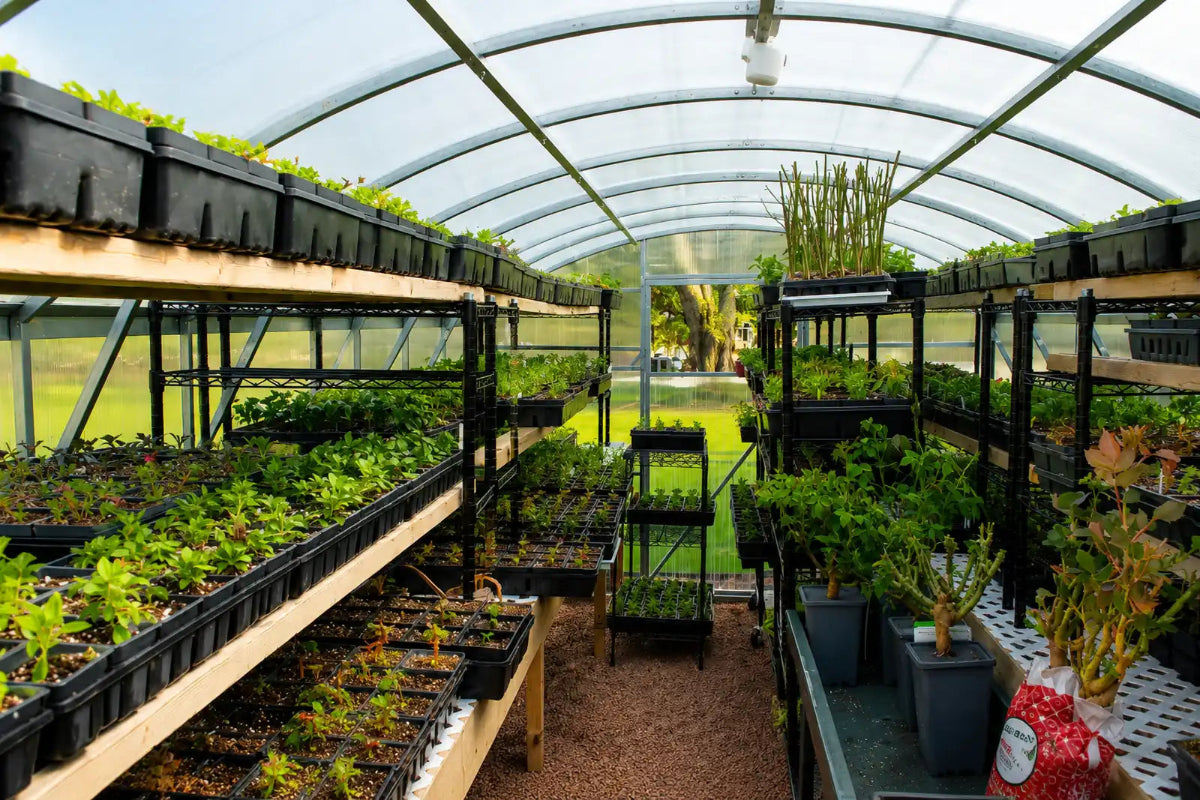 A greenhouse interior 
